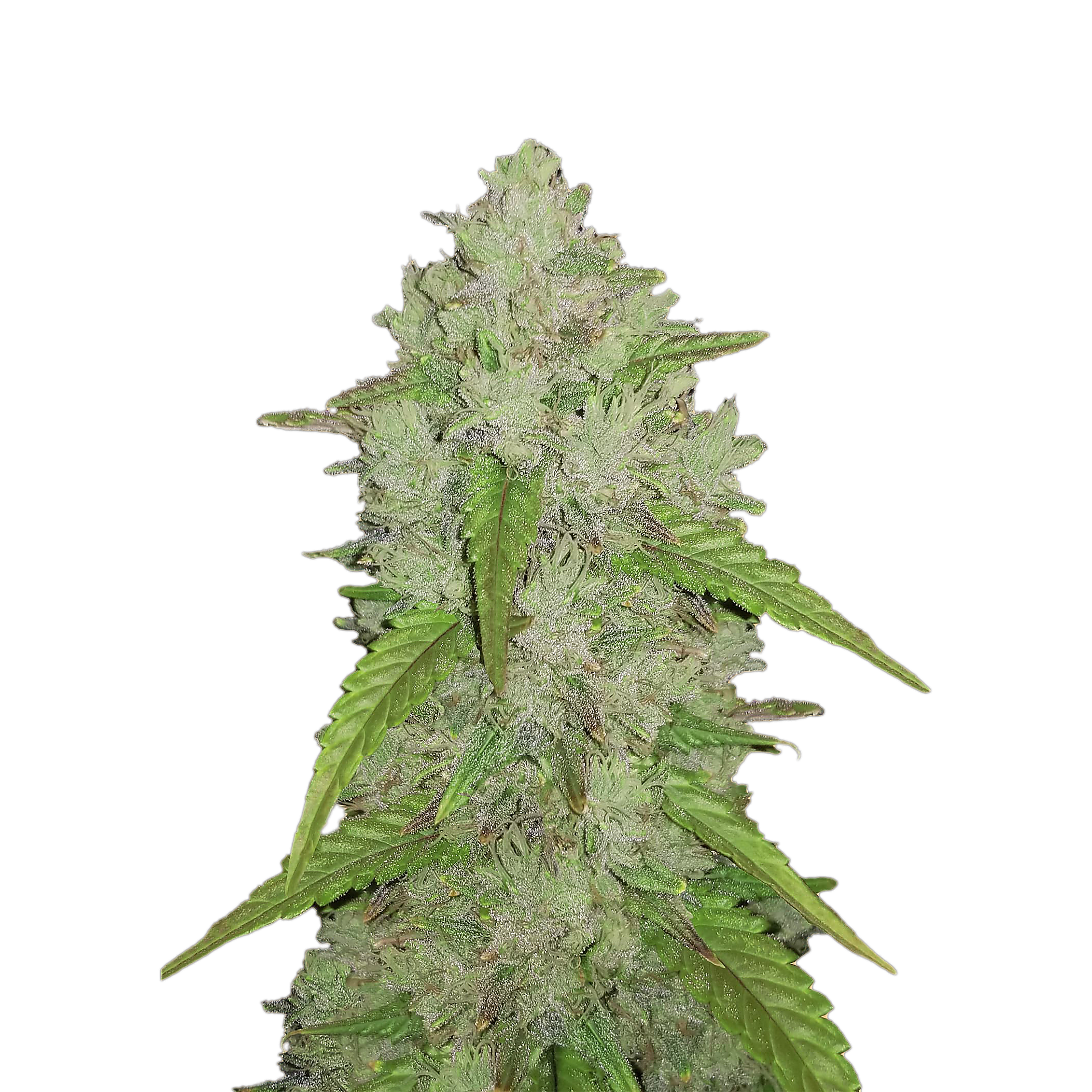 Amnesia Autoflower