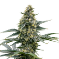Applefritter Autoflower