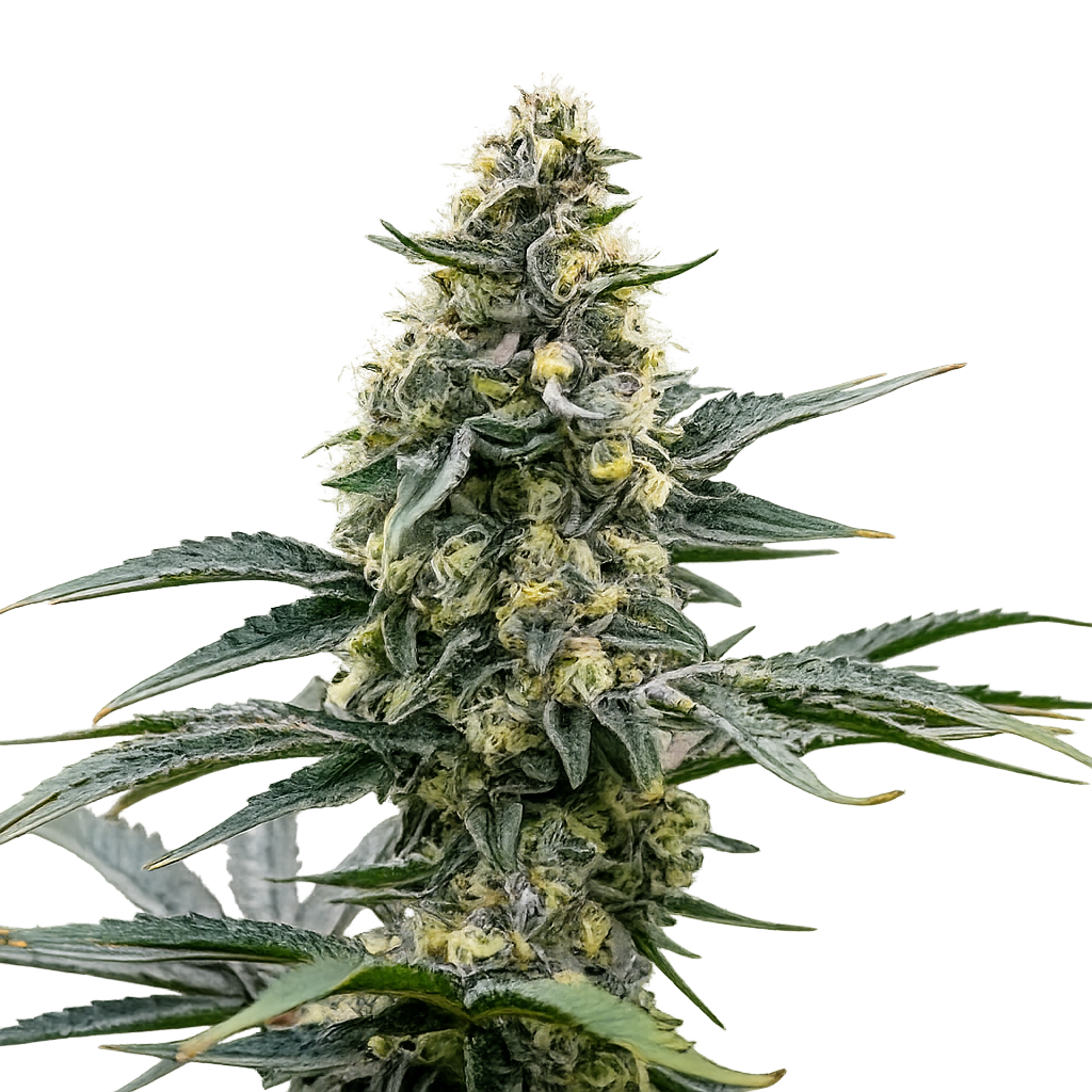 Applefritter Autoflower