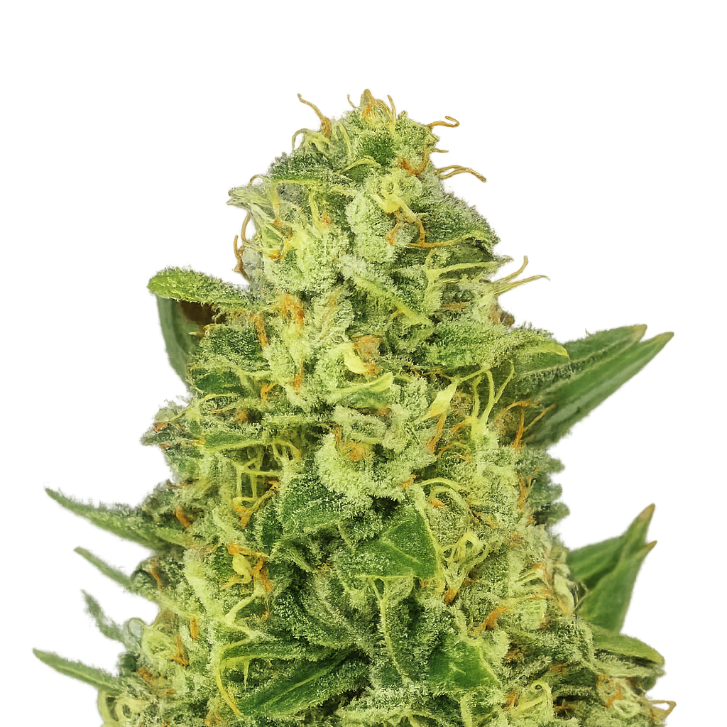 Candy Kush Autoflower