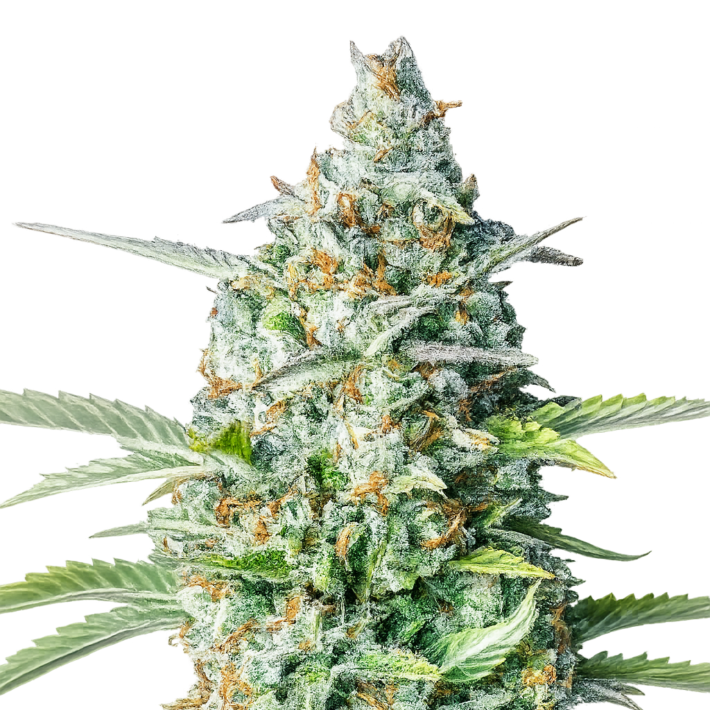 Northern Light Autoflower