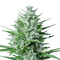 White Widow Autoflower