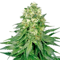 White Widow